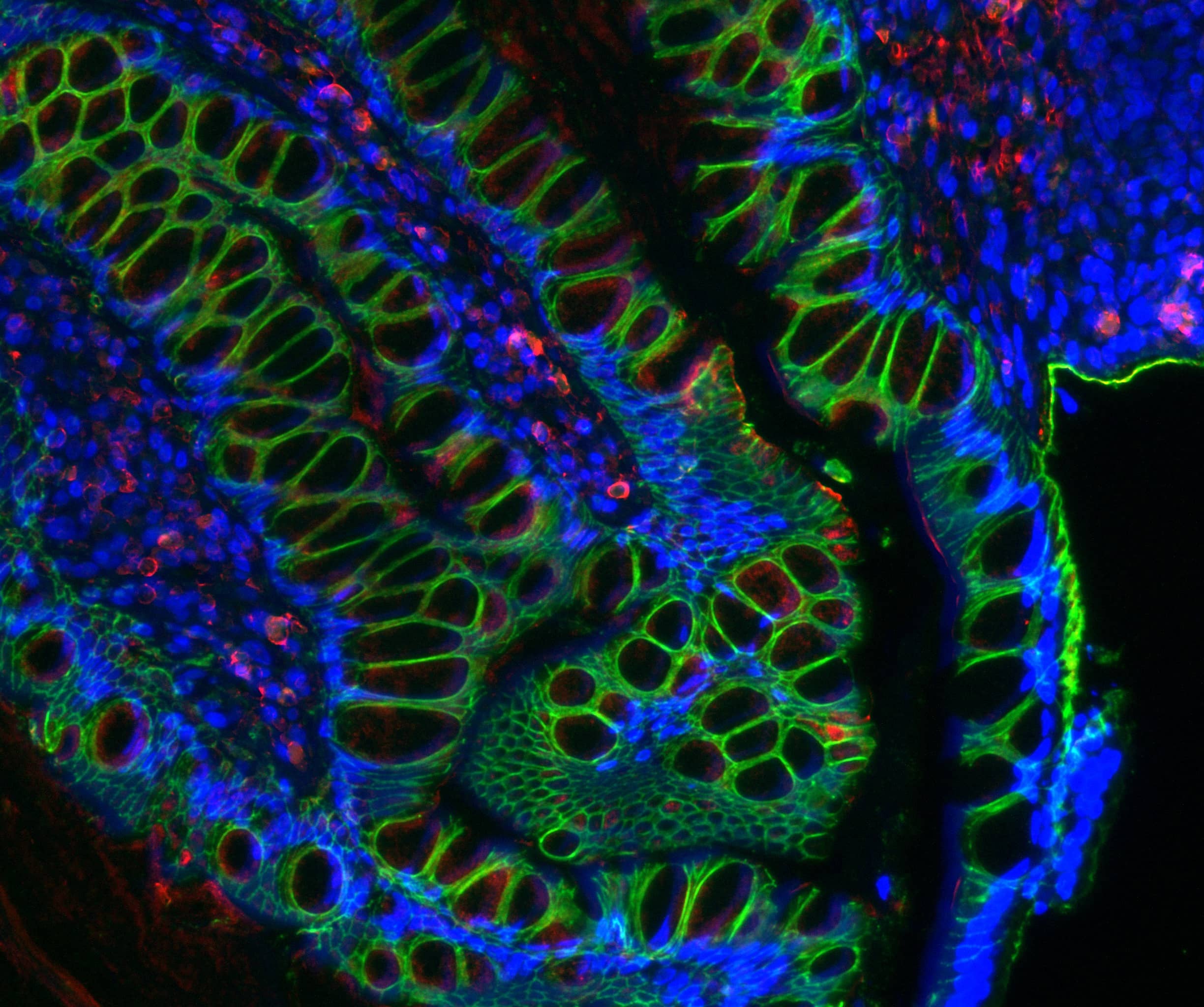 fluorescent micrograph